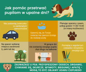 ak pomóc pupilom w gorące dni